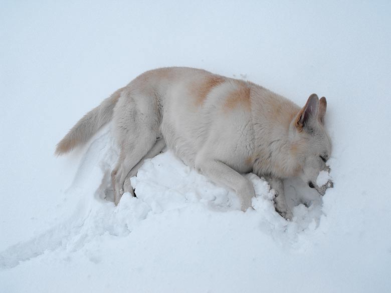 Karhu geniesst den Schnee Foto: Gaby von D&ouml;llen, Worpswede