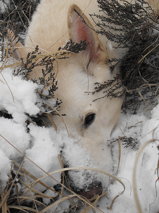 Karhu im ersten Schnee 2009 Foto: Gaby von D&ouml;llen, Worpswede