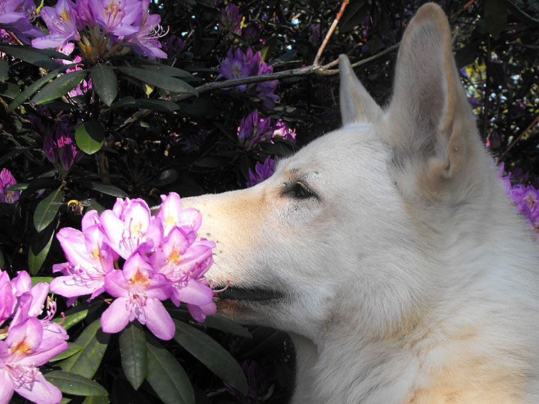 Karhu, Mai 2009 Foto: Gaby von D&ouml;llen, Worpswede
