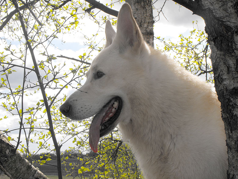 Karhu, April 2010 Foto: Gaby von D&ouml;llen, Worpswede