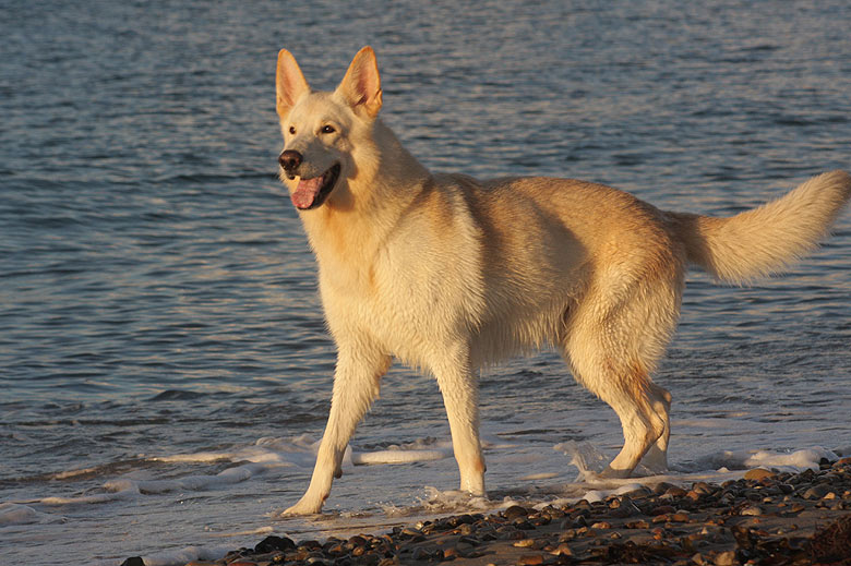 Karhu, 2010 Foto: Peter von D&ouml;llen, Worpswede