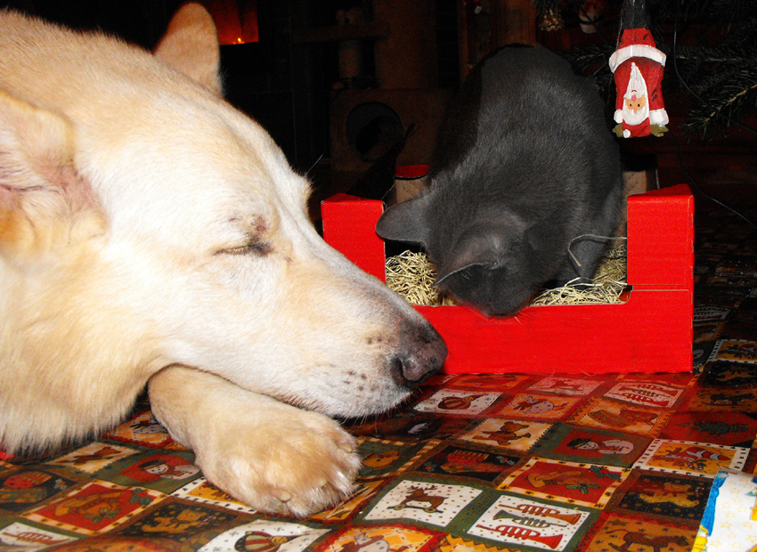 Karhu und Miss Marple, Weihnachten 2010 Foto: Gaby von D&ouml;llen, Worpswede