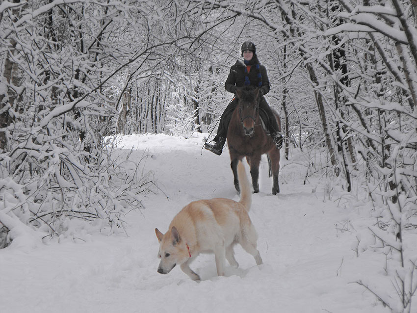 Karhu, Lola und Malin im Dezemberschnee 2010 Foto: Gaby von D&ouml;llen, Worpswede