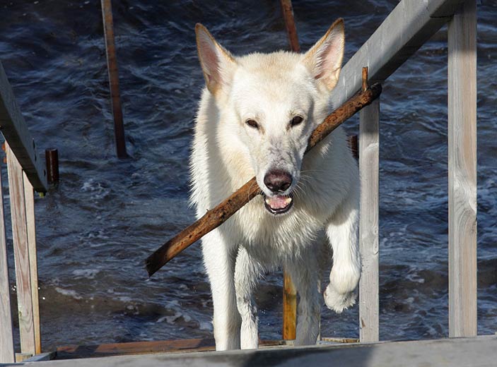 Karhu Oktober 2010 in D�nemark/Gilleleje ; Foto: Peter von D&ouml;llen