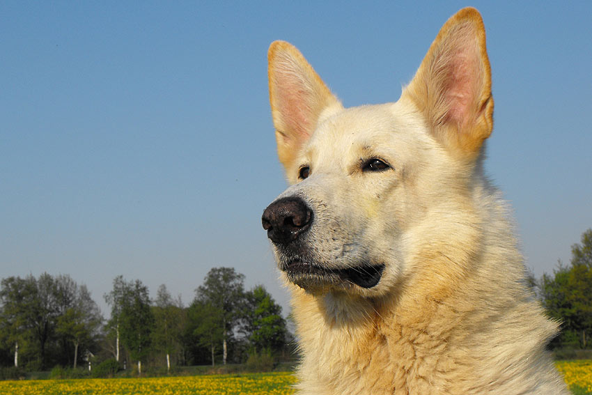 Karhu 2011 im April; Foto: Gaby von D&ouml;llen