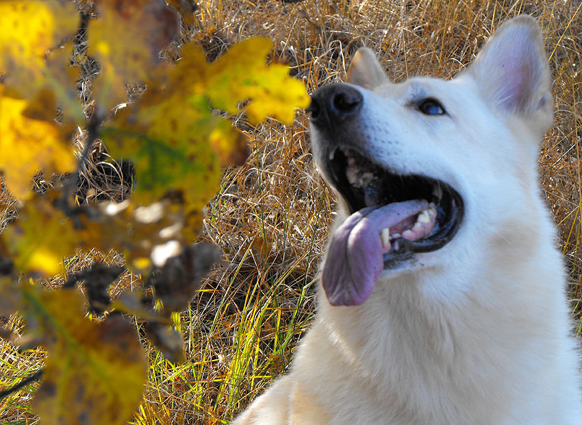 Karhu beim Spaziergang , 2011 Foto: Gaby von D&ouml;llen, Worpswede