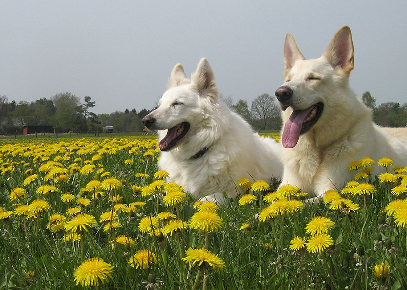 Anbaden in der Hamme; Foto: Gaby von D&ouml;llen, Worpswede