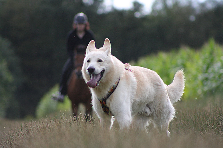 Snuffs-White; Foto: Gaby von D&ouml;llen, Worpswede