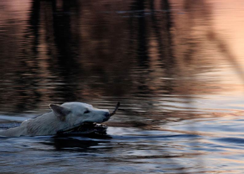 Anbaden in der Hamme; Foto: Gaby von D&ouml;llen, Worpswede