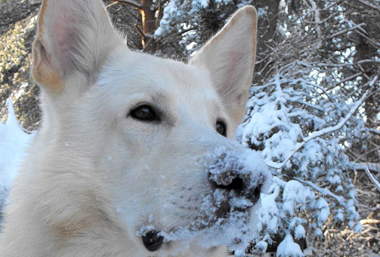 Karhu im Dezemberschnee 2010 Foto: Gaby von D&ouml;llen, Worpswede