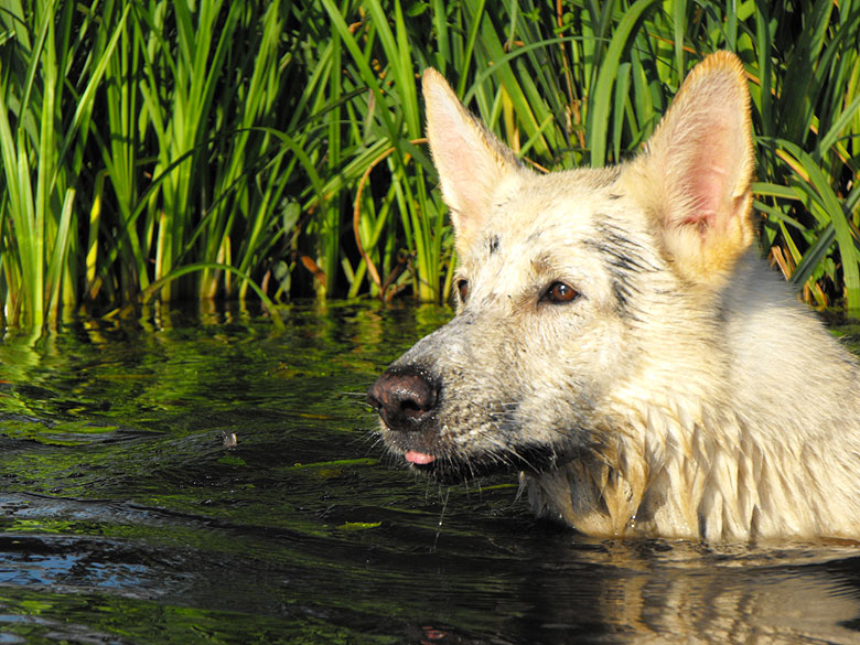 Snuffs-White; Foto: Gaby von D&ouml;llen, Worpswede
