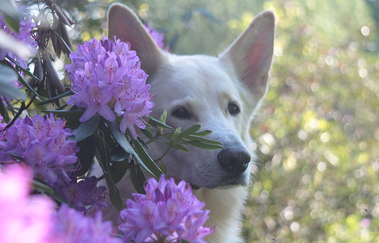 Snuffs-White; Foto: Gaby von D&ouml;llen, Worpswede