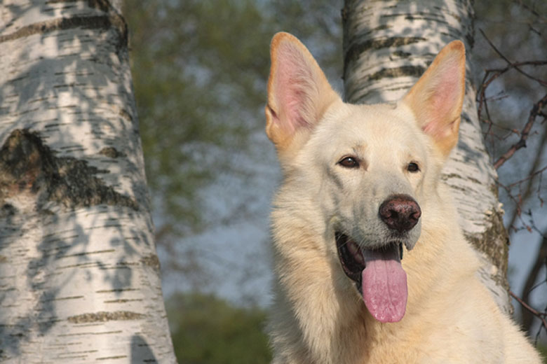 Snuffs-White; Foto: Peter von D&ouml;llen, Worpswede