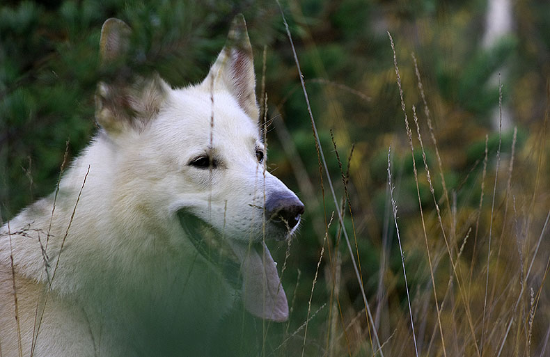 Karhu beim Spaziergang , 2012 Foto: Gaby von D&ouml;llen, Worpswede