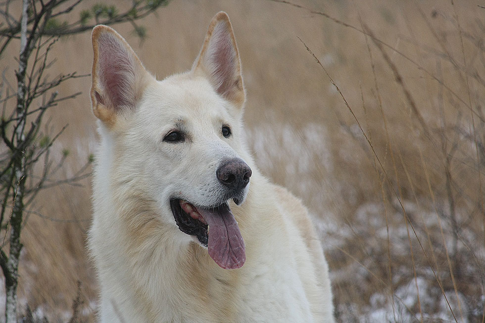 Karhu  Foto: Gaby von D&ouml;llen, Worpswede