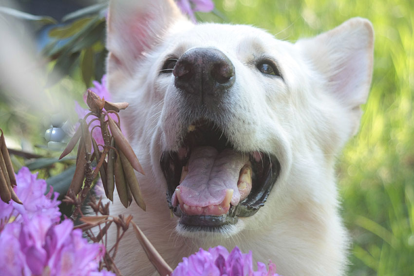 Karhu  Foto: Gaby von D&ouml;llen, Worpswede