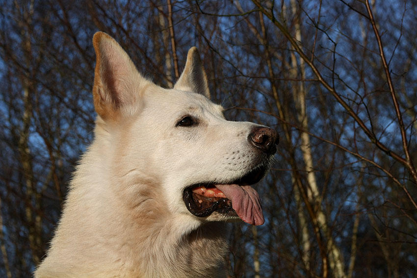 Karhu  Foto: Gaby von D&ouml;llen, Worpswede