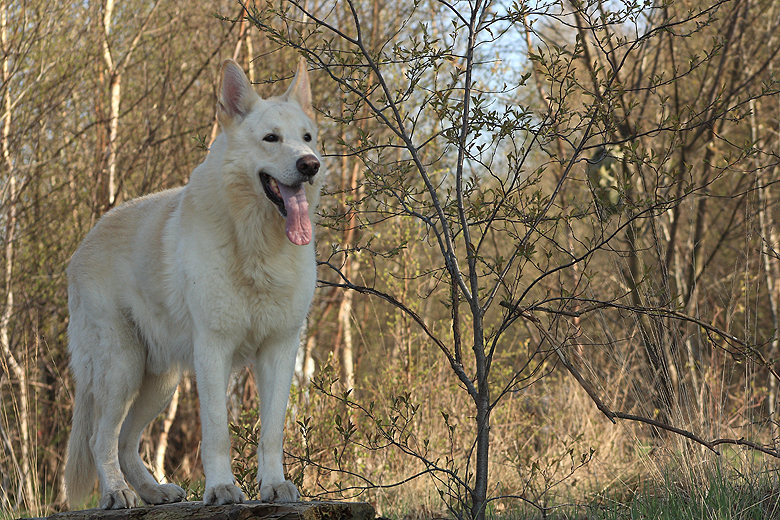 Karhu  Foto: Gaby von D&ouml;llen, Worpswede