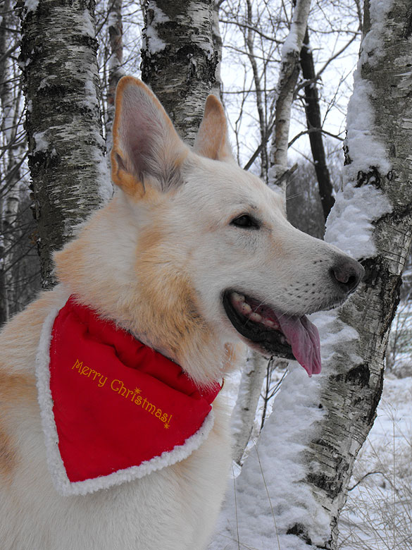 Snuffs-White; Foto: Gaby von D&ouml;llen, Worpswede