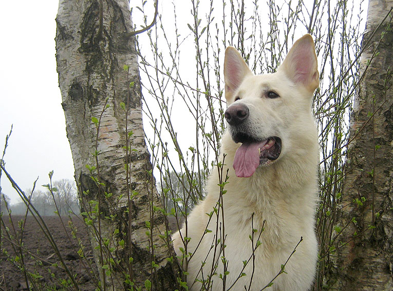 Snuffs-White; Foto: Gaby von D&ouml;llen, Worpswede