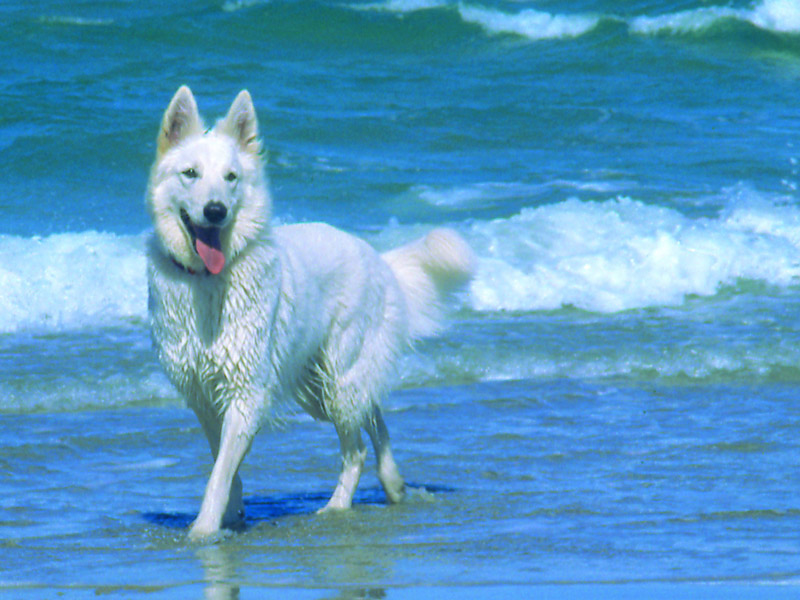 Fiala; Foto: Peter von D&ouml;llen, Worpswede