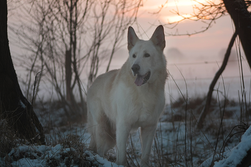 Snuffs-White, 12,5 Jahre, im Februar 2015 Foto: Gaby von D&ouml;llen, Worpswede