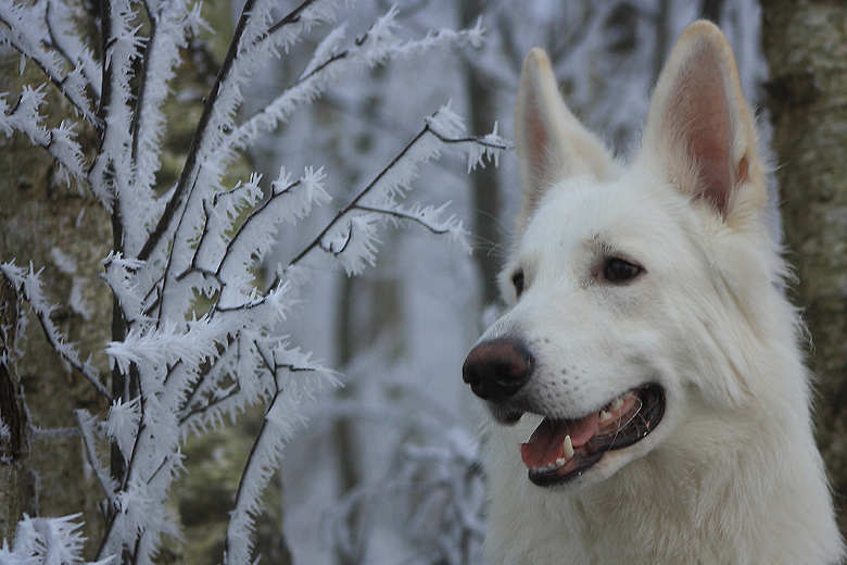 Suebull's Indian Spirit; Foto: Gaby von D&ouml;llen