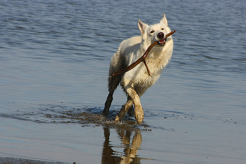 Suebull's Indian Spirit auf Hallig Langene&szlig;; Foto: Gaby von D&ouml;llen