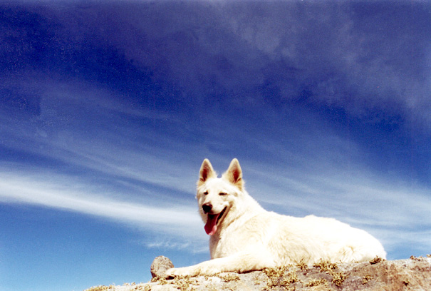 Fiala, Foto: Peter von D&ouml;llen, Worpswede