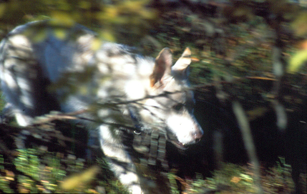 Lumihiutale, Foto: Gaby von D&ouml;llen, Worpswede