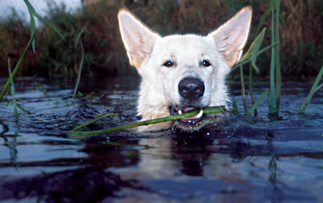 Karhu, Foto: Gaby von D&ouml;llen, Worpswede