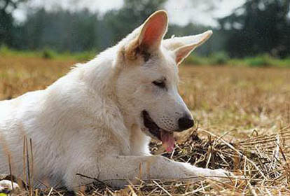 Karhu im Sept. 2002  Foto: Gaby von D&ouml;llen, Worpswede